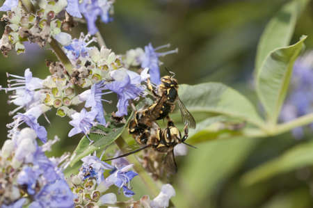 Mating of a bee-like fly, dipteronの写真素材