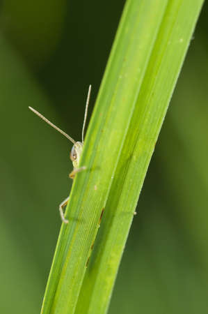 Grasshopper hiding behind a blade of grass