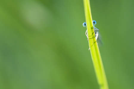 Blue damselfly hiding behind a blade of grassの写真素材