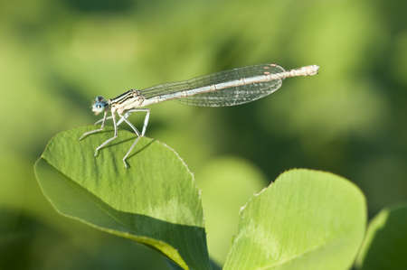 Damselfly resting on a clover leaf at sunset