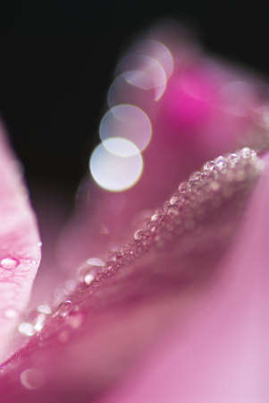 Pink rose petals with dew dropsの写真素材
