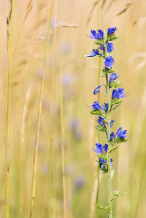 Blue flower spike on yellow and green backgroundの写真素材