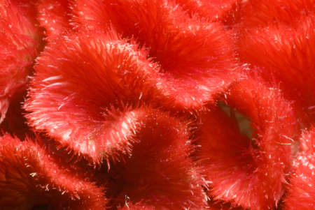 Celosia red flower detailの写真素材