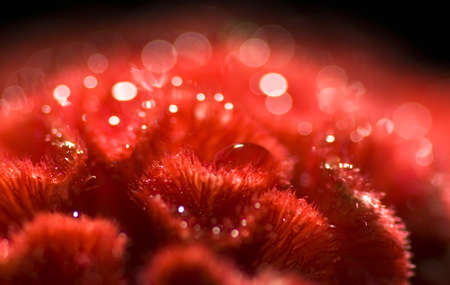 Celosia red flower with dew dropsの写真素材