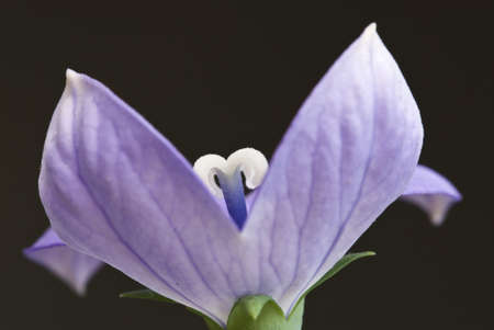 Violet flower with blue and white pistilsの写真素材