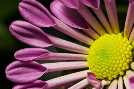 Yellow and pink ornamental daisy flowerの写真素材