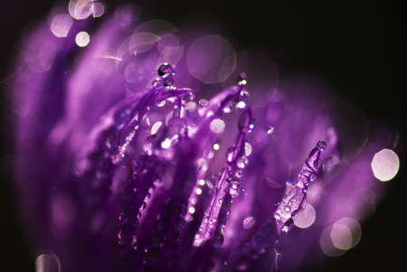 Dew drops on pink petals in back light の写真素材