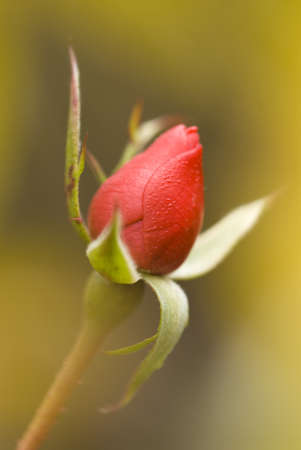 Red rose bud in yellow backgroundの写真素材