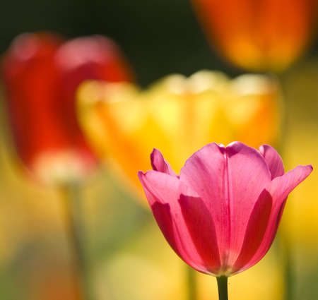 Yellow and red Tulip flowers in full bllom in back light 
