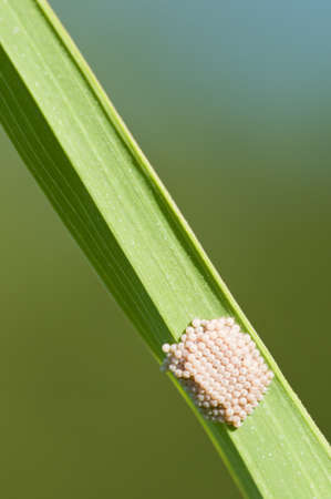 Butterfly eggs on a blade of green graassの写真素材