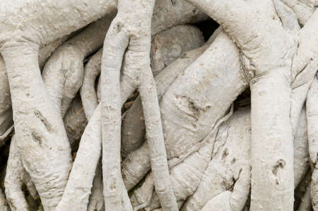 Close-up of roots of Ficus retusa, or Ficus microcarpa, also known as Cuban-laurel