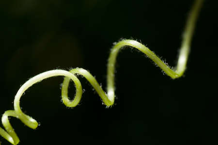 Curled tendril of a crawling plantの写真素材
