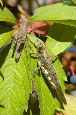 A couple of locusts on autumnal leaves of Virginia vineの写真素材