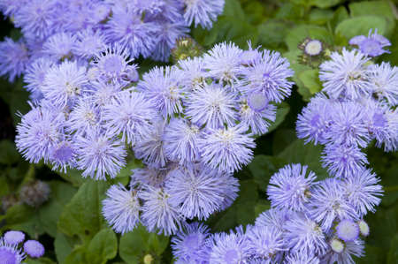 Close/up of a bed of Ageratum blue flowersの写真素材