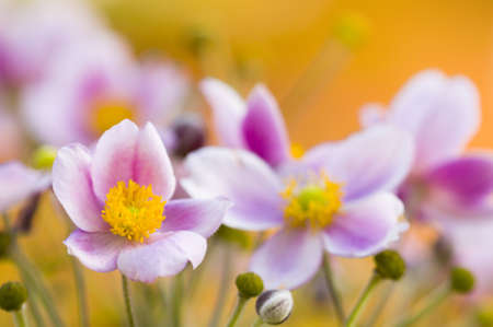 Colorful bed of pink flowers in orange backgroundの写真素材