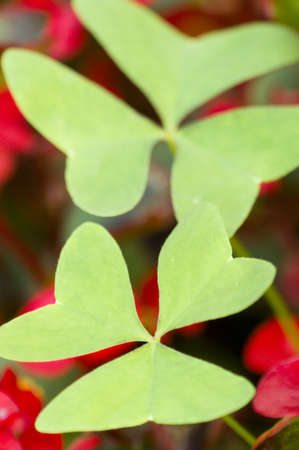 Clover leaves closeup on red background
