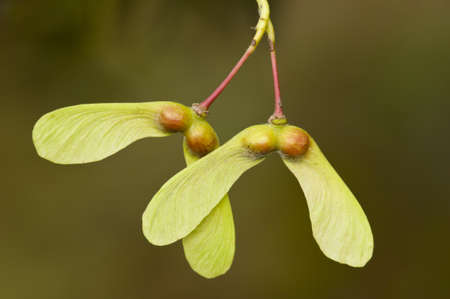 Winged seeds of an ornamental Maple treeの写真素材