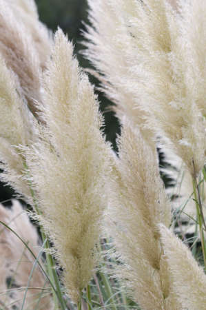 Spikes of Pampas grassの写真素材