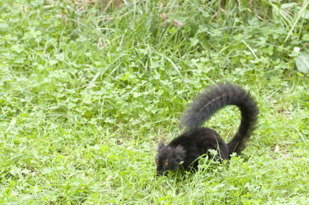 A young black lemur watching the grassの写真素材