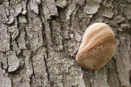 Globular mushroom growing on tree bark