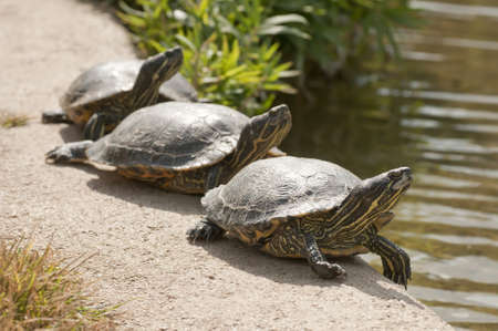 Three turtles basking in the midday sunの写真素材