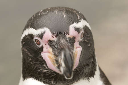 Magellan penguin of the antarctic regionsの写真素材
