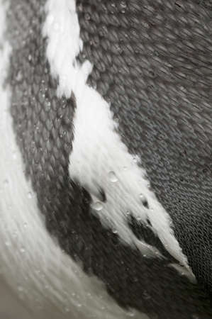detail of the Magellan penguin of the antarctic regionsの写真素材