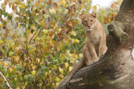 Young subject of lion, Panthera leoの写真素材