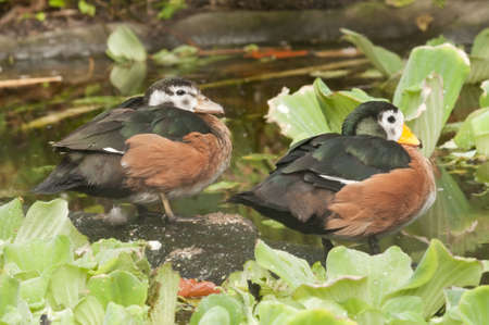 Male and female of the african pygmy gooseの写真素材