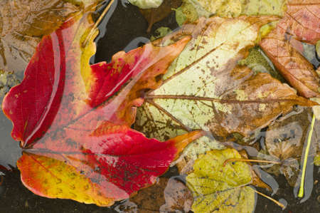 Leaves of autumn fallen on ground