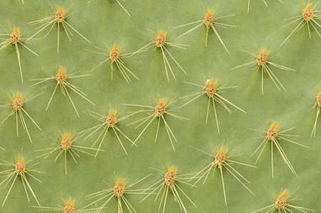Succulent plant closeup with thorns and spinesの写真素材