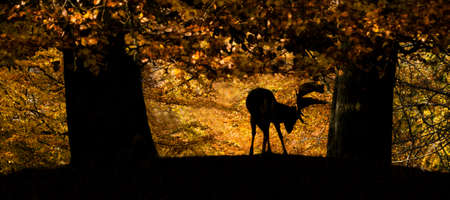 Male fallow deer under trees in autumnの写真素材