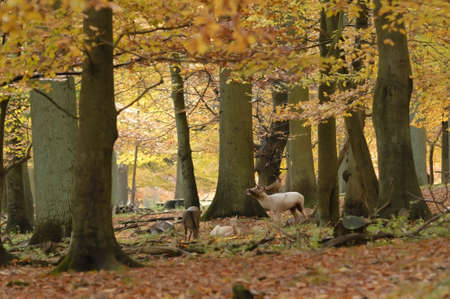 Male and females fallow deer under trees in autumnの写真素材