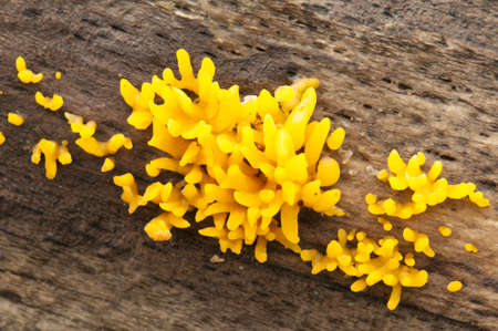 Yellow mushrooms growing out of a fallen treeの写真素材