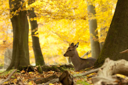 Female red deer sitting on a wood ground in autumnの写真素材