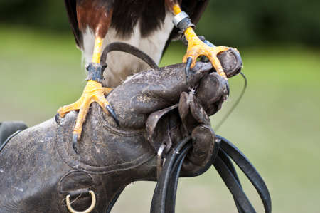 Closeup of a bird of prey clawsの写真素材