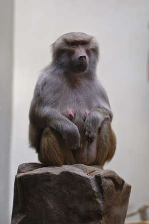 Female baboon monkey sitting on rock