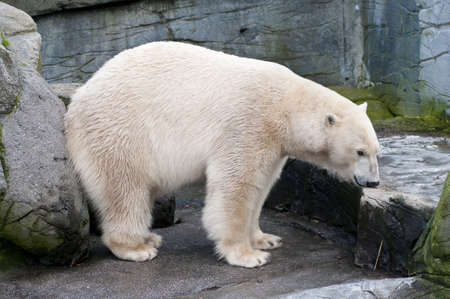 White polar bear of the artic seaの写真素材
