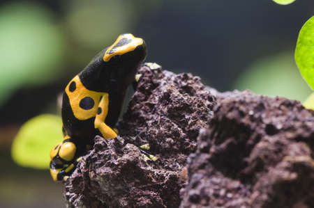Black and yellow tropical poisonous frog of the rain forestの写真素材