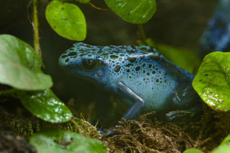 Black and blue tropical poisonous frog of the rain forestの写真素材