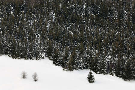 Red Spruce pine coniferous wood under the snowの写真素材