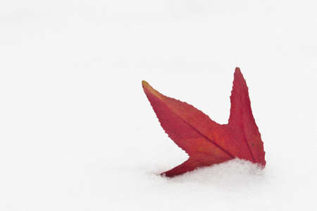 Maple red leaf stuck in the snow