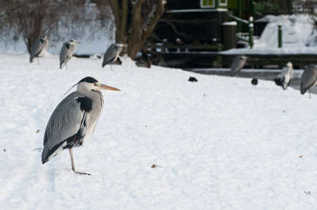 Gray heron, Ardea cinerea, resting on snow and iceの写真素材