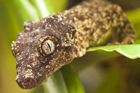 Detail of the yellow and brown leaf geko