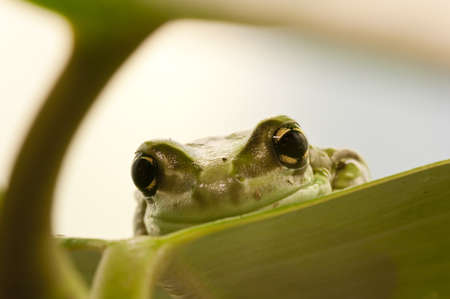 Closeup of a tropical green frog head