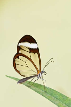 Glasswing (Greta oto) brush-footed butterfly