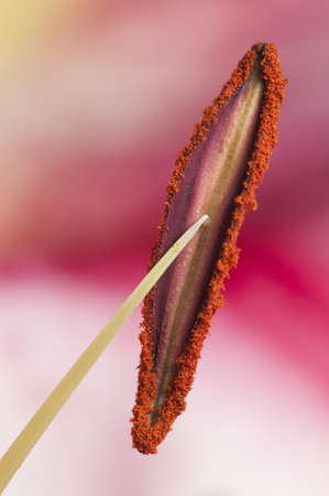 Detail of the stamen with pollen powder of a Lilium flowerの写真素材