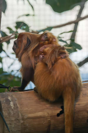 Lion tamarin monkeys with a baby of a few weeksの写真素材