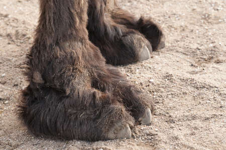 Closeup of the paws of a camelの写真素材
