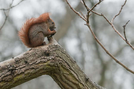 Squirrel eating a nut on tree branchの写真素材